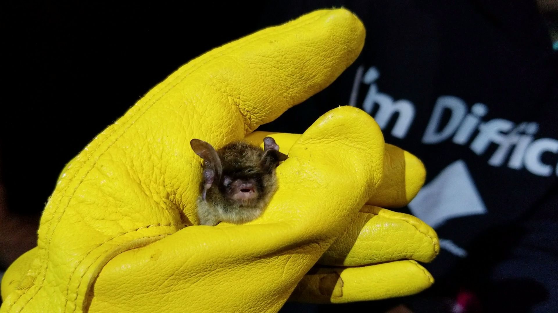 EcoPreserve is a Bat Hotspot – Ecological Preserve