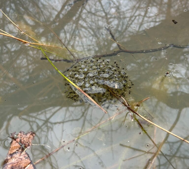 Clear sign of spring: wood frogs are breeding! – Ecological Preserve